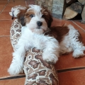 havanese