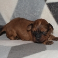 RED SABLE HAVANESE