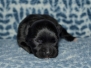 MIOT / LITTER   ur. / born 08-02-2021