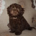 chocolate havanese