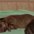 ruda