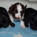 chocolate havanese