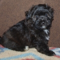 HAVANESE COLBY