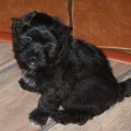 HAVANESE