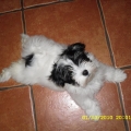 havanese