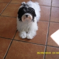 havanese