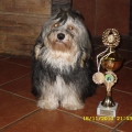 bichon havanais champion młodzieży