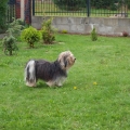 havanese