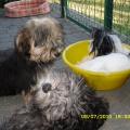 Evelyne, Vincent, Celebration nasze havanese