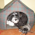 havanese JESSY