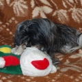 havanese