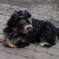 HAVANESE CODI