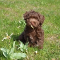 CHOCOLATE HAVANESE