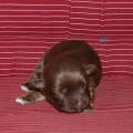 bichon havanais