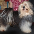 havanese Vincent