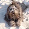 relax havanese na plaży