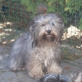 HAVANESE