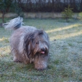 HAVANESE