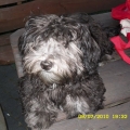 havanese