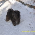 havanese zimą