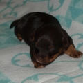 CHOCOLATE HAVANESE